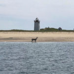 Deer at Long Point