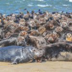 Gray seals at High Head