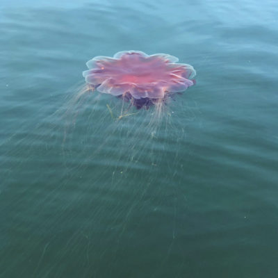 Giant Jellyfish Keep Scientists Guessing