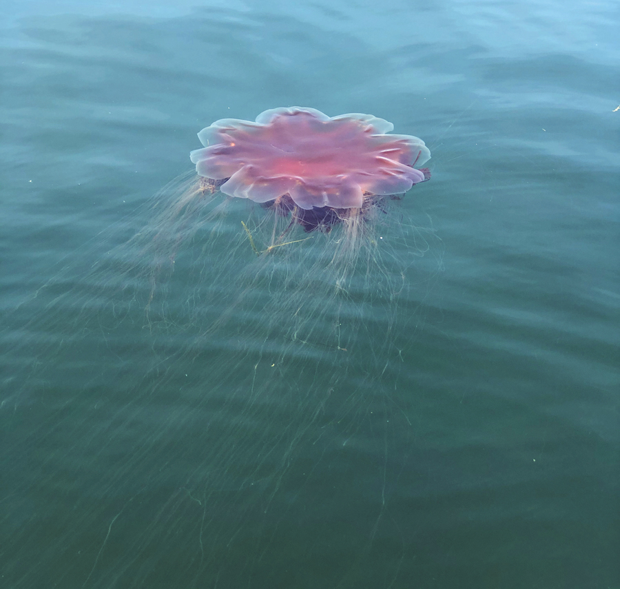 Giant Jellyfish Keep Scientists Guessing The Provincetown Independent