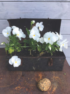 lunchbox flowerpot