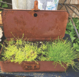 Rusty container gardens