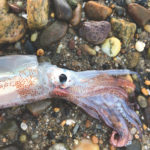 washashore squid