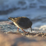 Purple Sandpiper