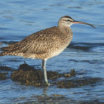 Hudsonian Whimbrel