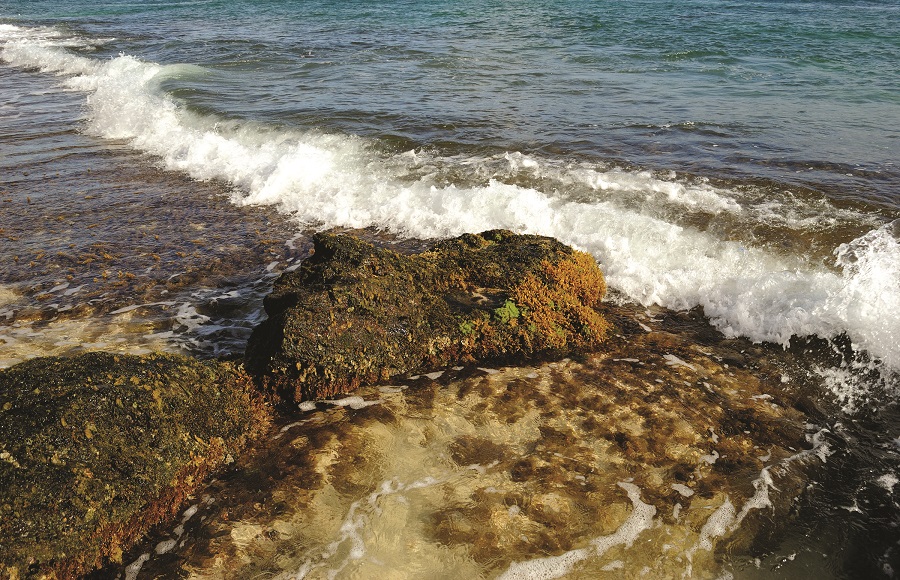 red seaweed cape cod