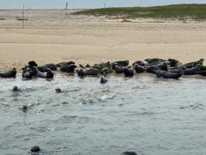 Seals at Long Point