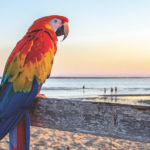 Scarlet Macaw overlooks First Encounter Beach in Eastham