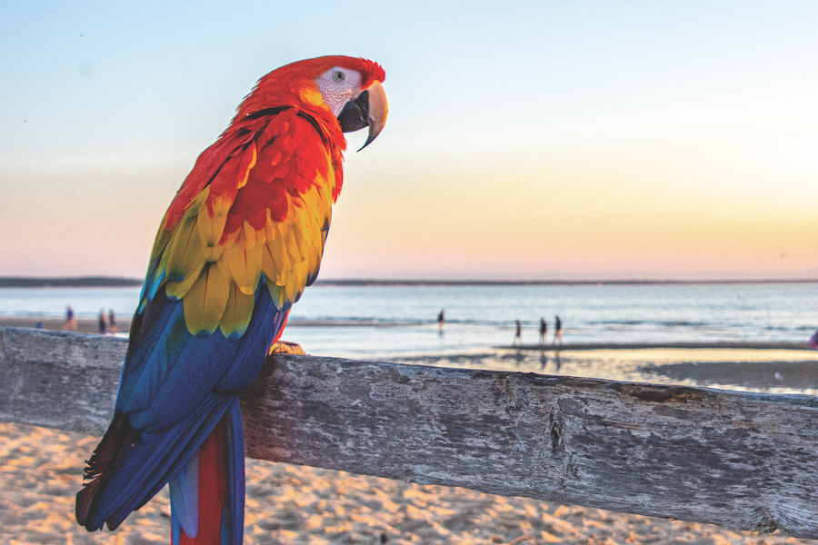 Scarlet Macaw overlooks First Encounter Beach in Eastham
