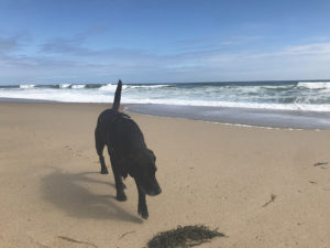 Barkley on the beach