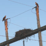 Osprey nest is on a utility pole