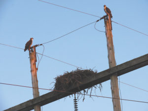 Osprey nest is on a utility pole
