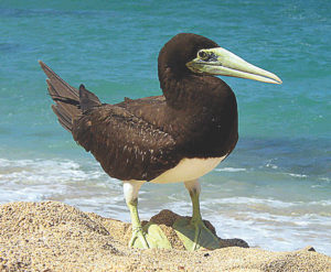 Brown boobies