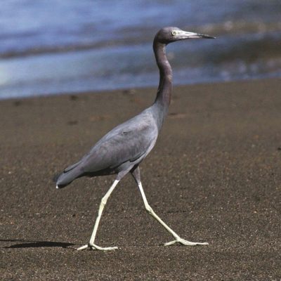 This Week’s Bird Sightings