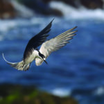 Sooty tern