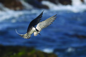 Sooty tern