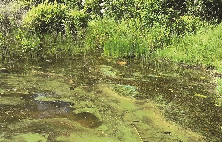 Blue-green Algae Blooms Again, but Only Up Cape So Far - The ...