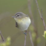 They’re in from Philly. The Vireos, that is. (Photo William H. Majoros)