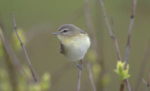 They’re in from Philly. The Vireos, that is. (Photo William H. Majoros)
