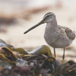 Dowitcher