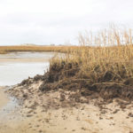 Provincetown’s Moors Are Dying