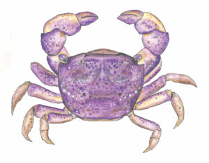 crab