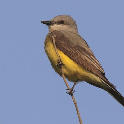 This Week’s Bird Sightings