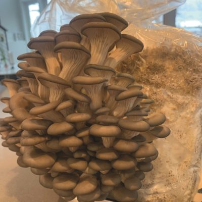 Soy Sauce and Butter Make a Secret Sauce for Mushrooms