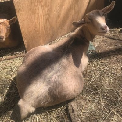 What to Expect When Your Goat Is Expecting