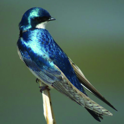 This Week’s Bird Sightings