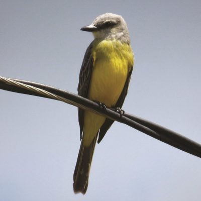 State Says to Take Down Bird Feeders