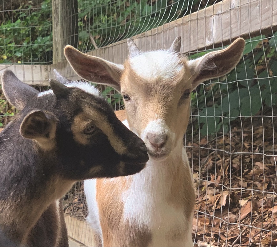 Baby Goats Get to Play Outside! Disbudding is Done 
