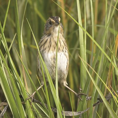 This Week’s Bird Sightings