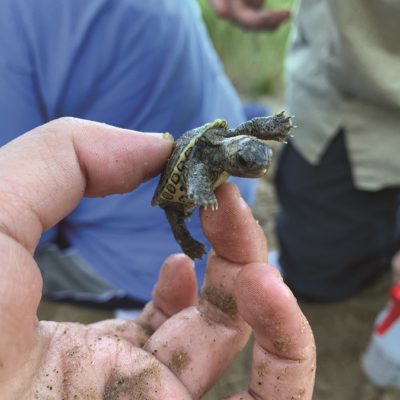 Mass Audubon Volunteers Release Record Number of Terrapin Hatchlings