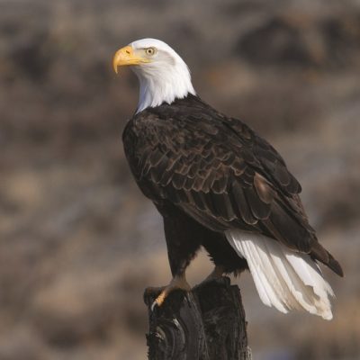 This Week’s Bird Sightings