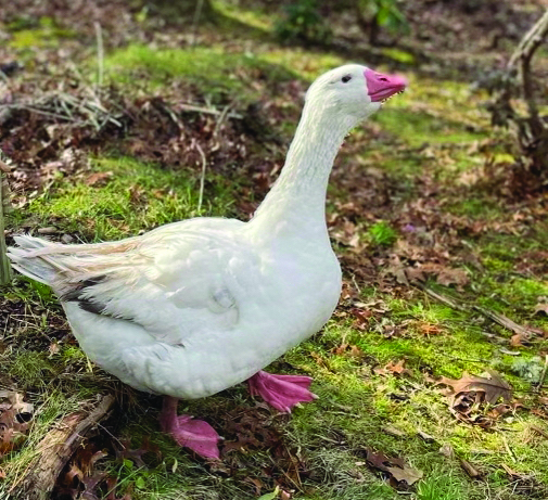 Sergeant Major Spruce, the Christmas Goose - The Provincetown