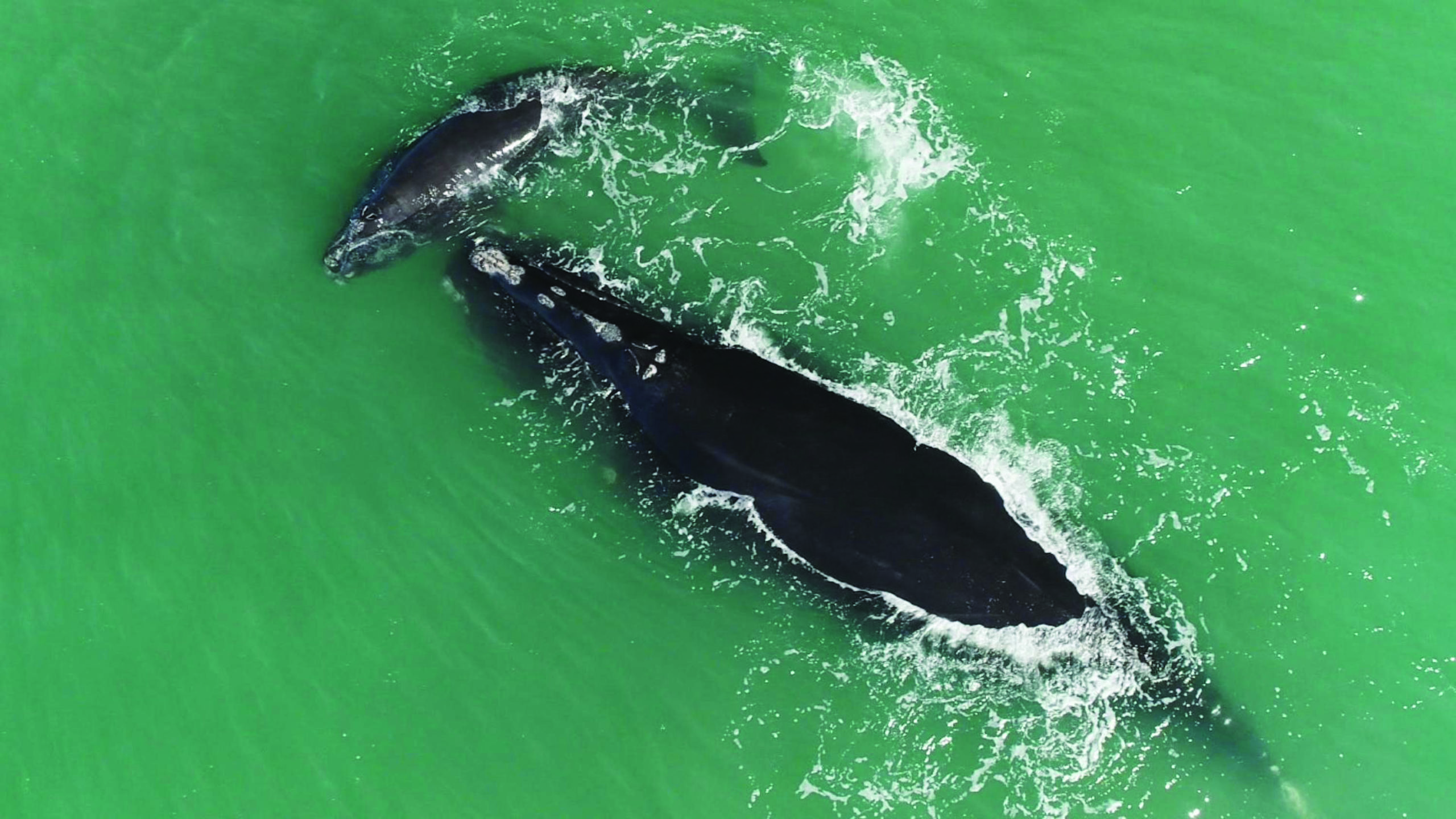 Right Whales Are ‘Going Extinct Unless We Change’ - The Provincetown ...