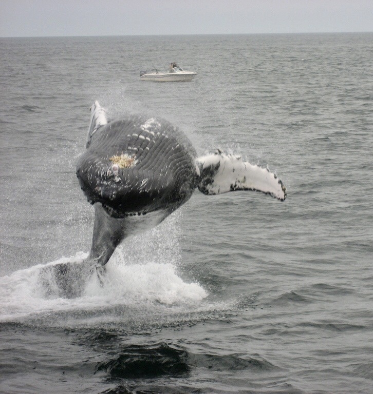 Humpback Bait Deep Sea Cast Net