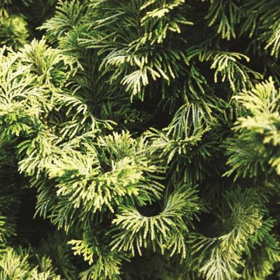 Conifers Are the Heart of the Year-Round Garden