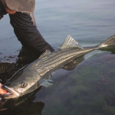 Limit Reached, Commercial Season for Stripers Closes