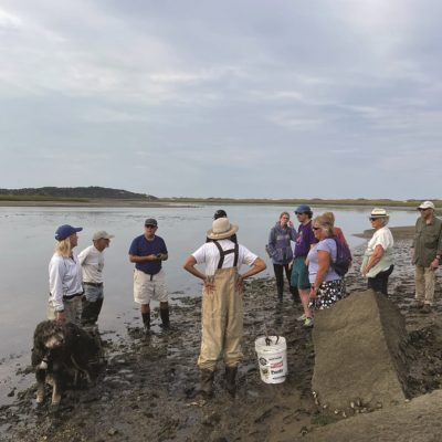 Ecologists Establish a Baseline on Herring River Oysters