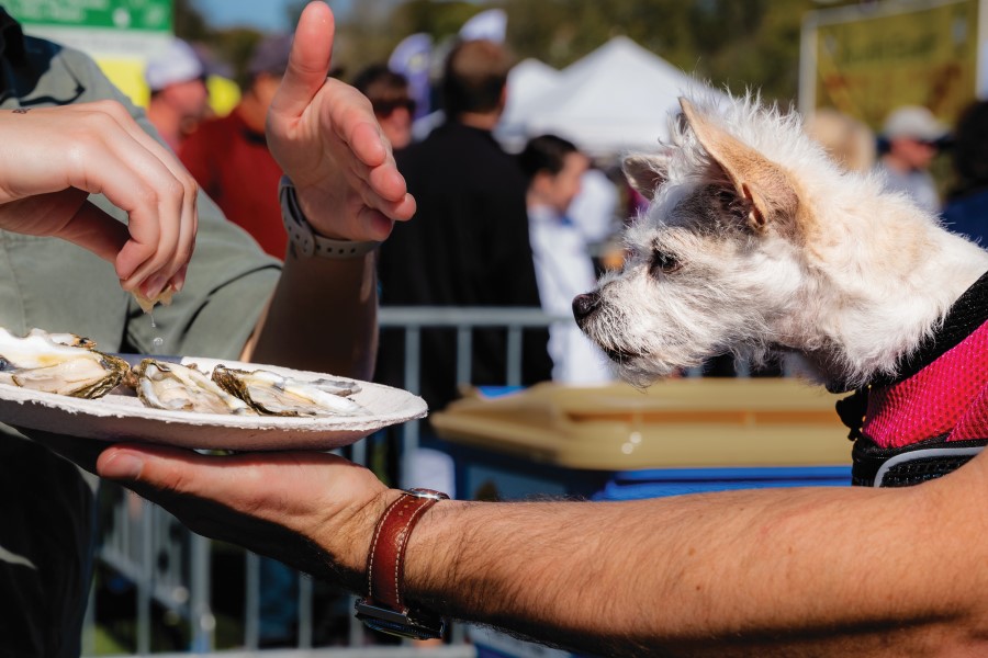 are dogs allowed at oyster fest