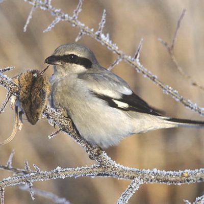 This Week’s Bird Sightings