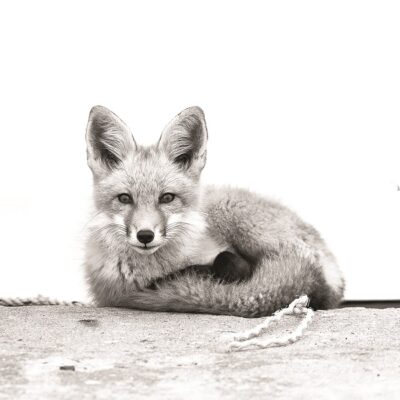 The Foxes Watch Back