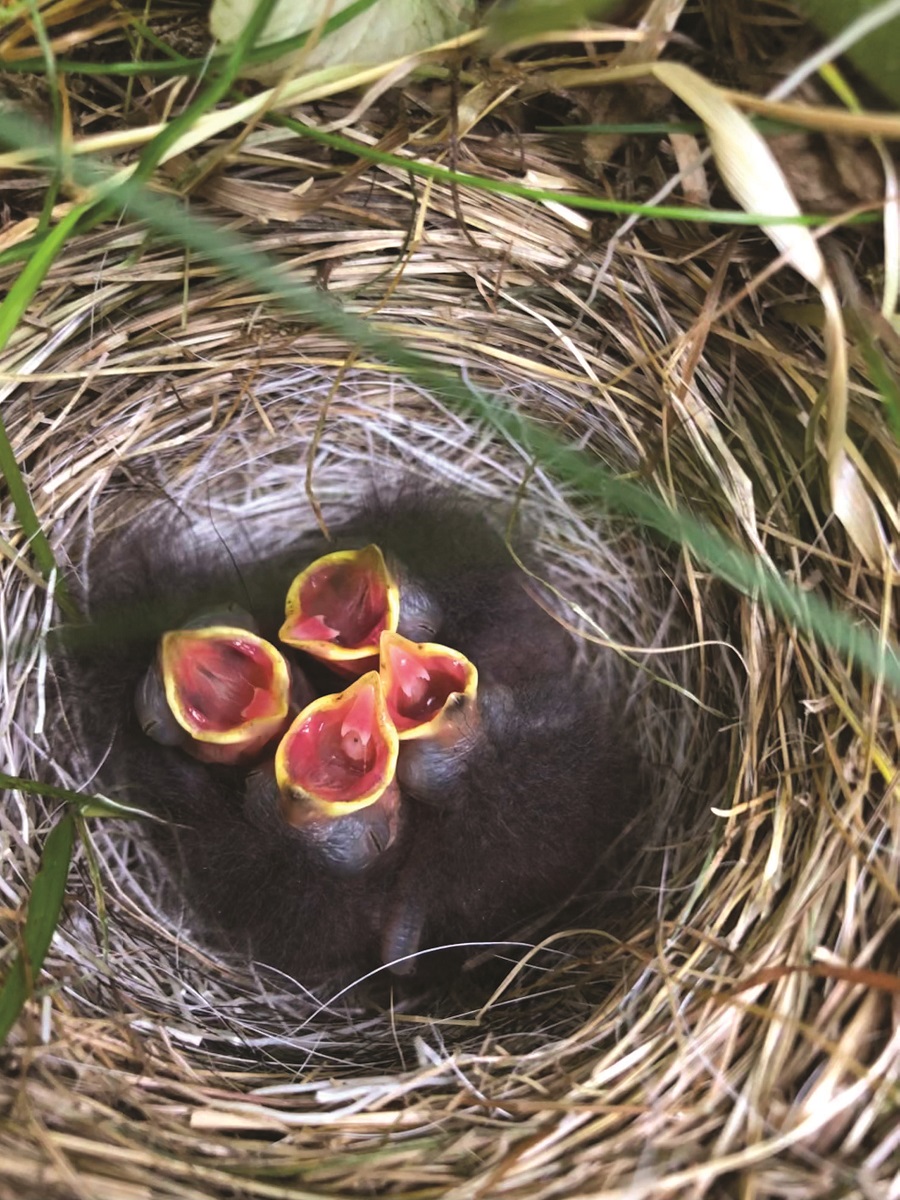 This Week’s Bird Sightings - The Provincetown Independent