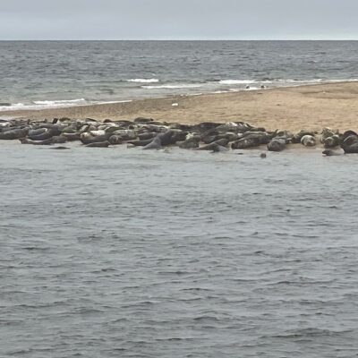 It’s Hide and Seek With Bass, but the Seals Are in Plain View