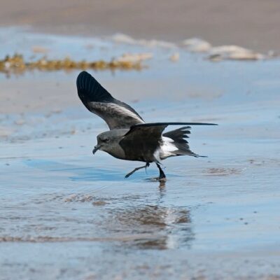 This Week’s Bird Sightings