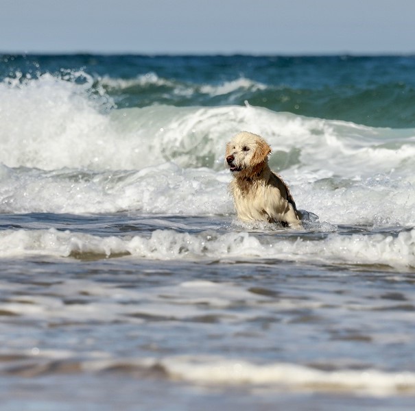 Dogs of the Province Lands - The Provincetown Independent