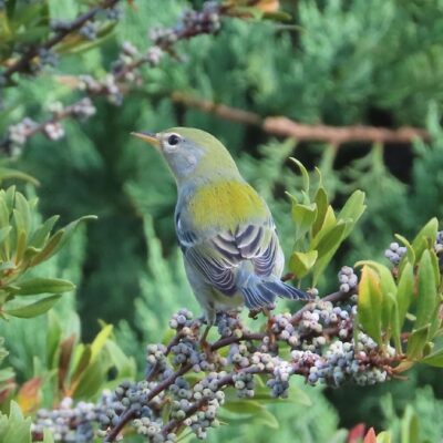 This Week’s Bird Sightings