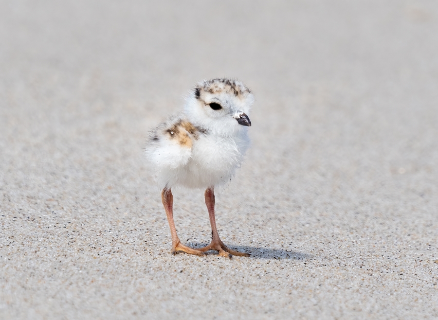 It’s Been a Record Year for Piping Plovers - The Provincetown Independent